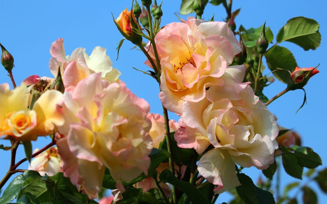 Un rosal en tu jardín